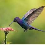Codinome Beija Flor