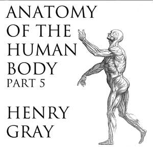 Anatomy of the Human Body, Part 5 (Gray's Anatomy), #17 - 17 - The Abdomen, part 2
