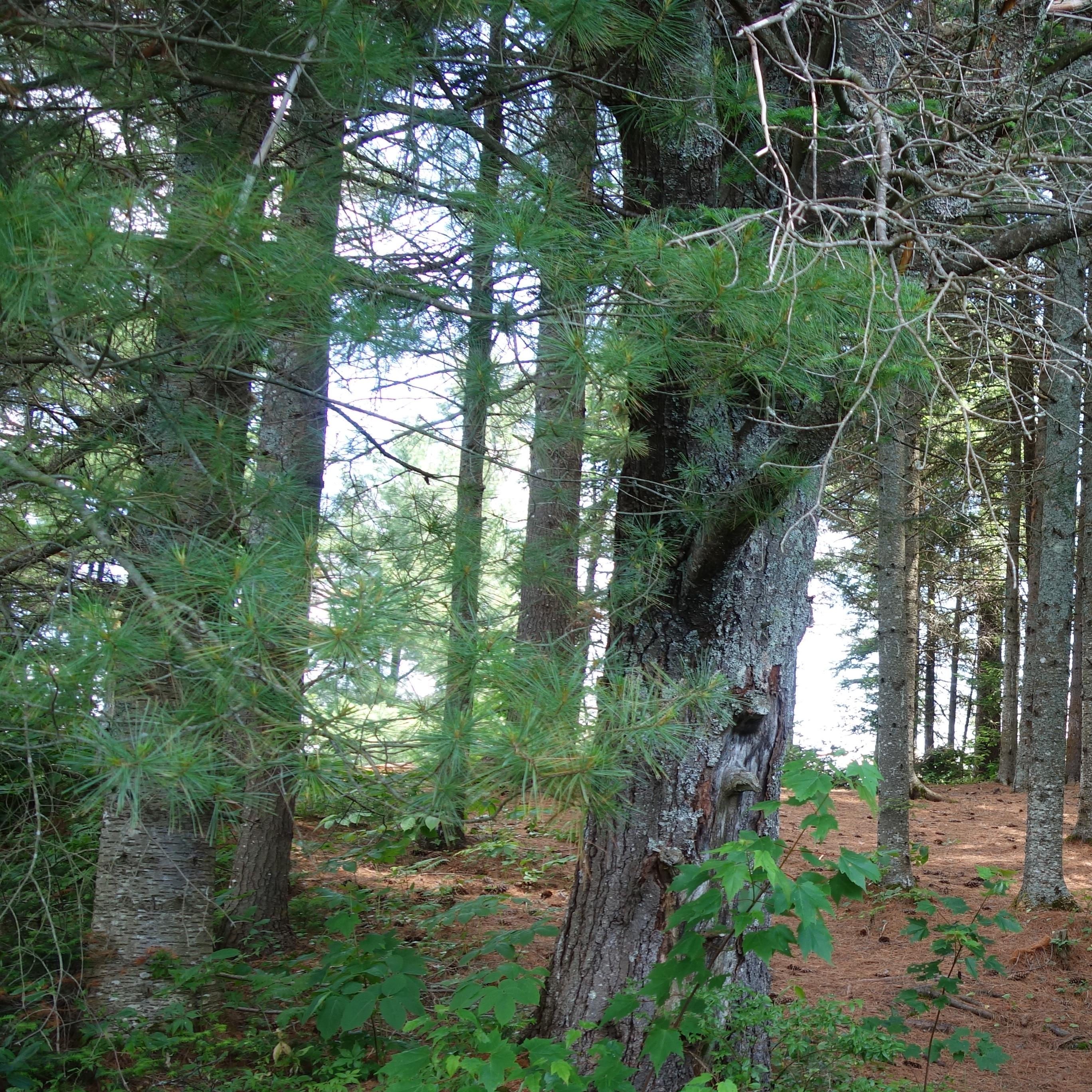 Hermit Thrush, Insects and a Red Squirrel - Cedar River Flow