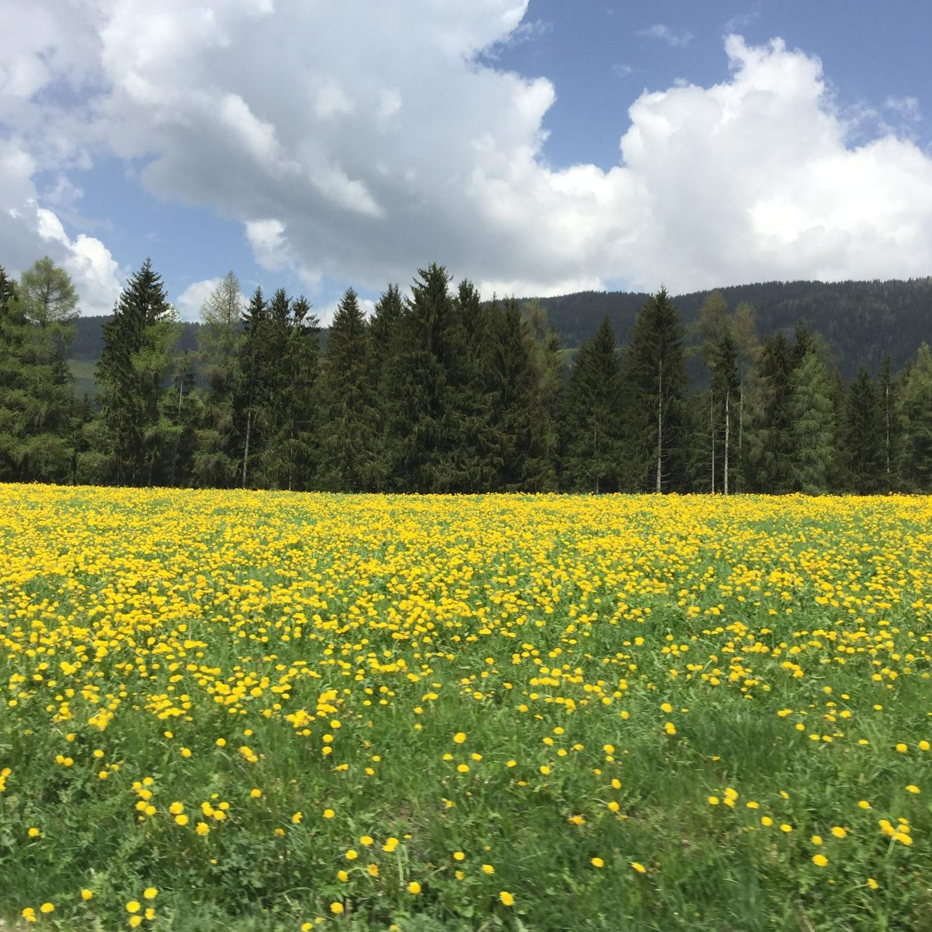 Disegni di Primavera - Allegro | Music by Alberto Pavanello | Listen on ...