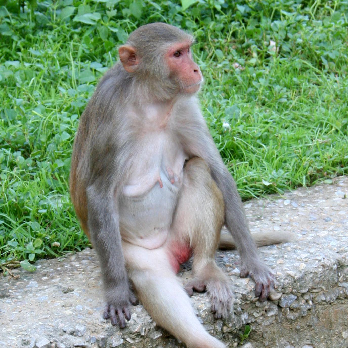 Monkey Temple