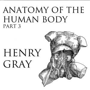 Anatomy