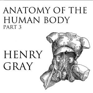 Anatomy of the Human Body, Part 3 (Gray's Anatomy), #28 - 28 - The External Iliac Artery