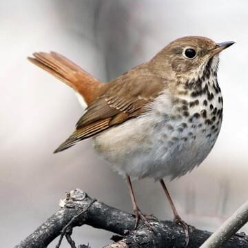 Hermit Thrush - Cedar River Flow