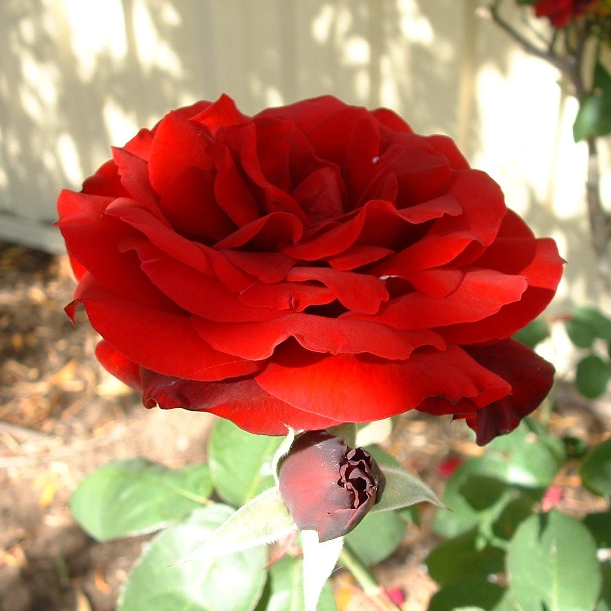 text rot sind die rosen