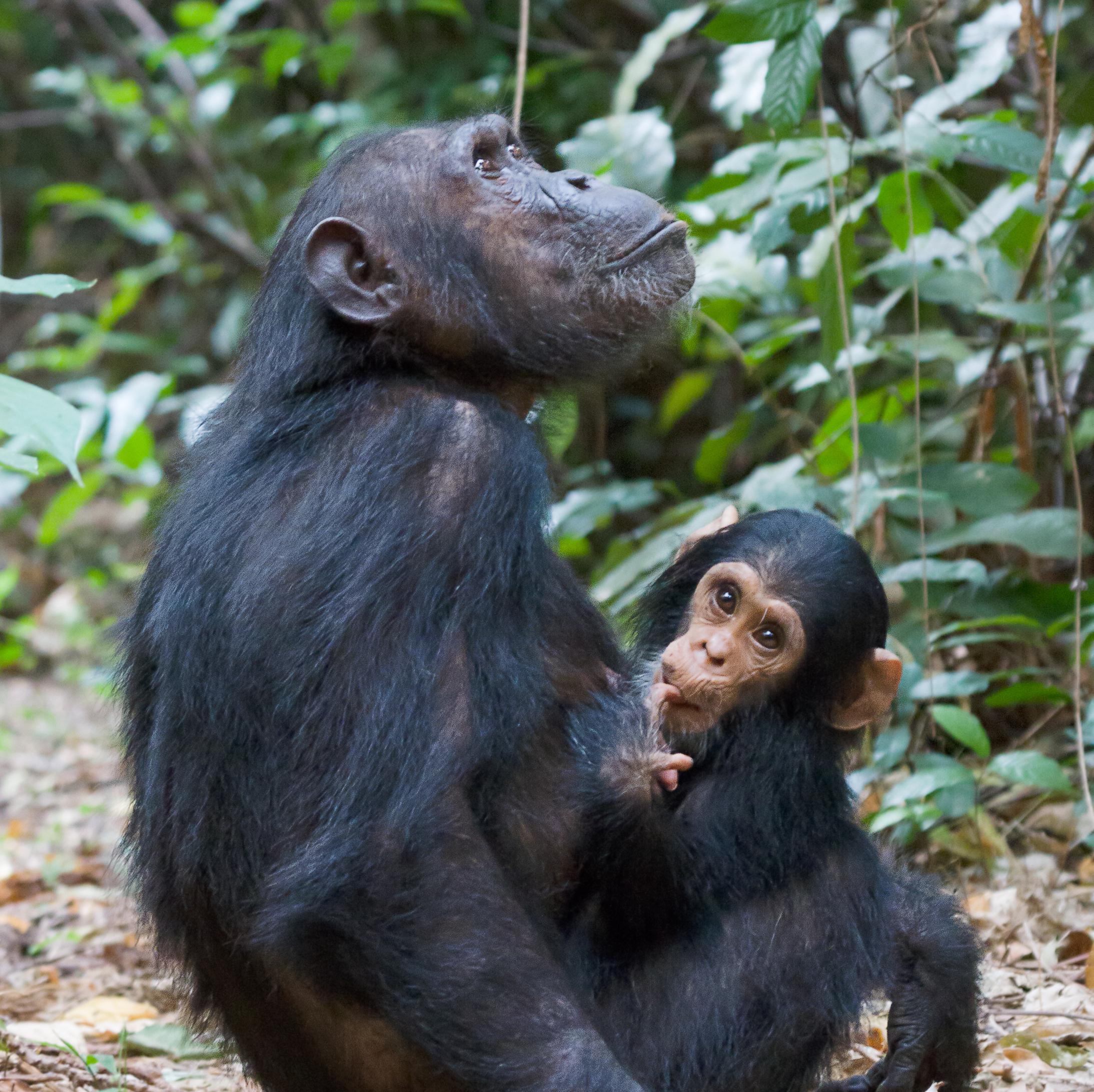 Chimpanzee Chorus