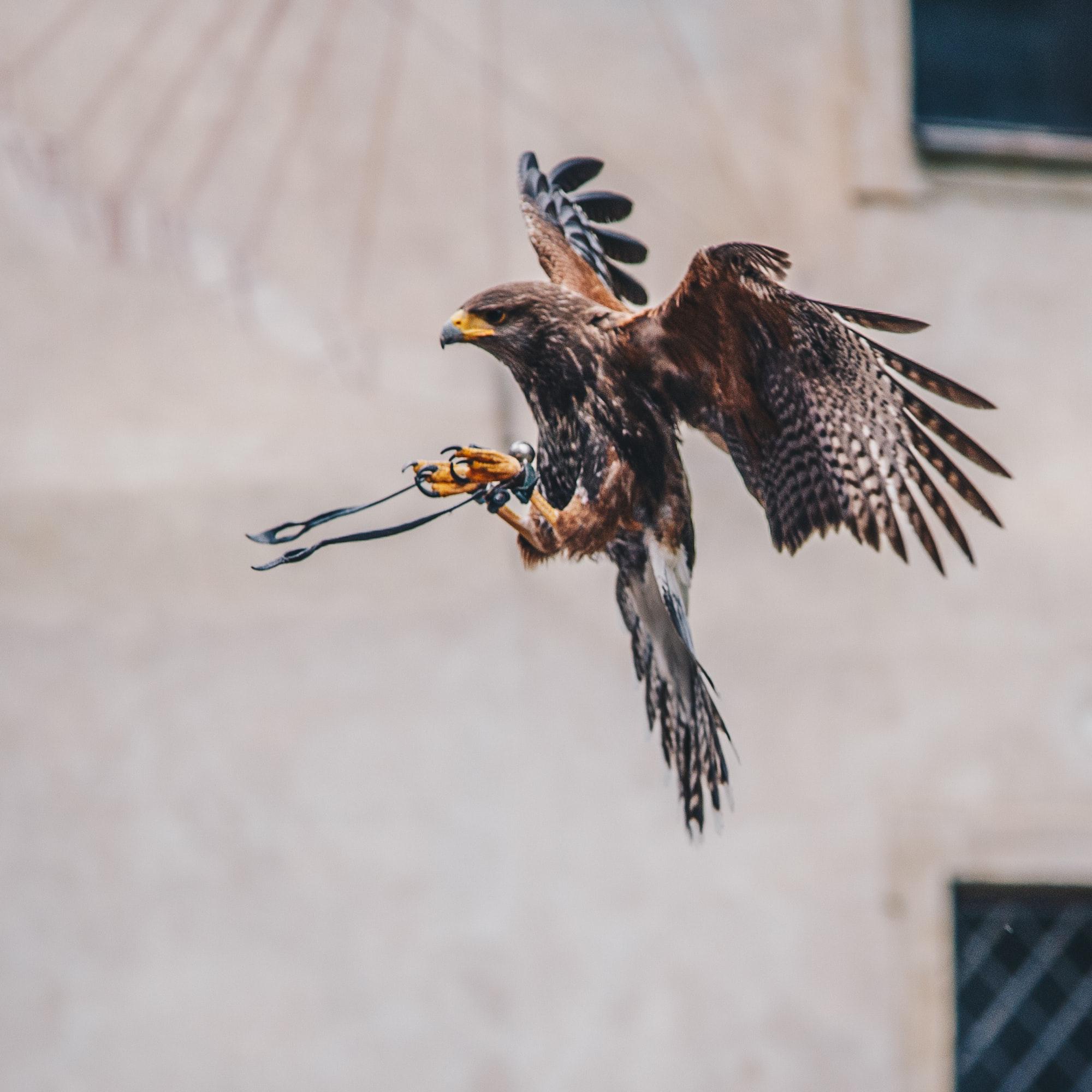 Der Falke • Nasreddin Hodscha
