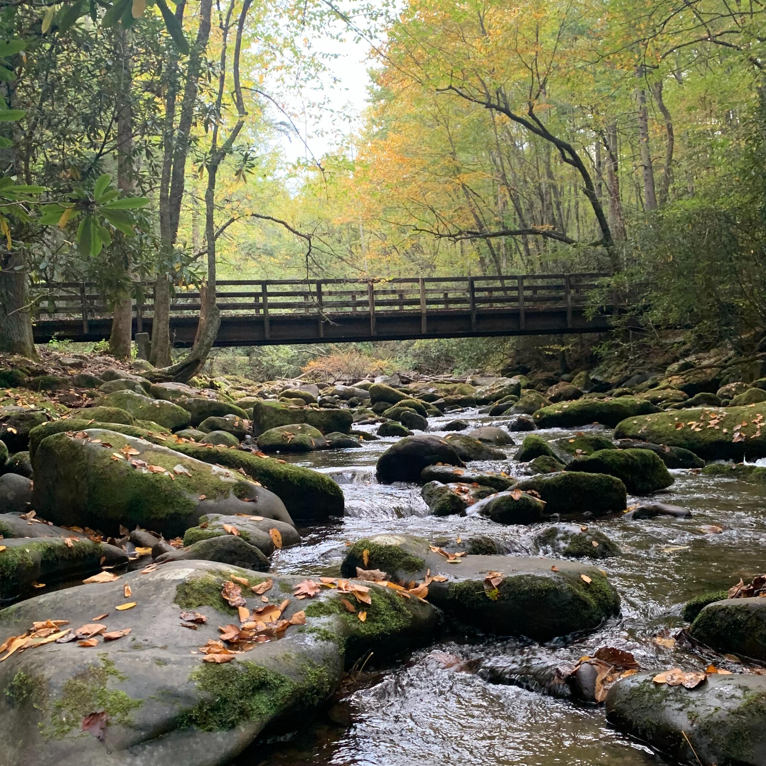 Morning Stream