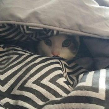 Cover Me!