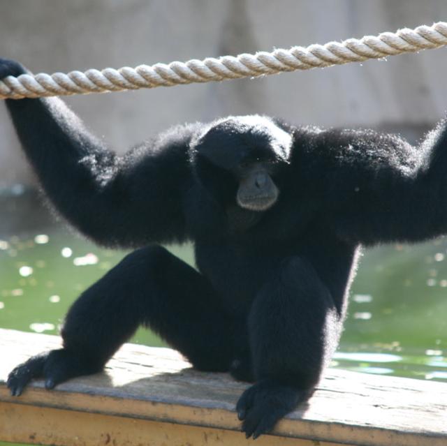 Siamang Gibbon