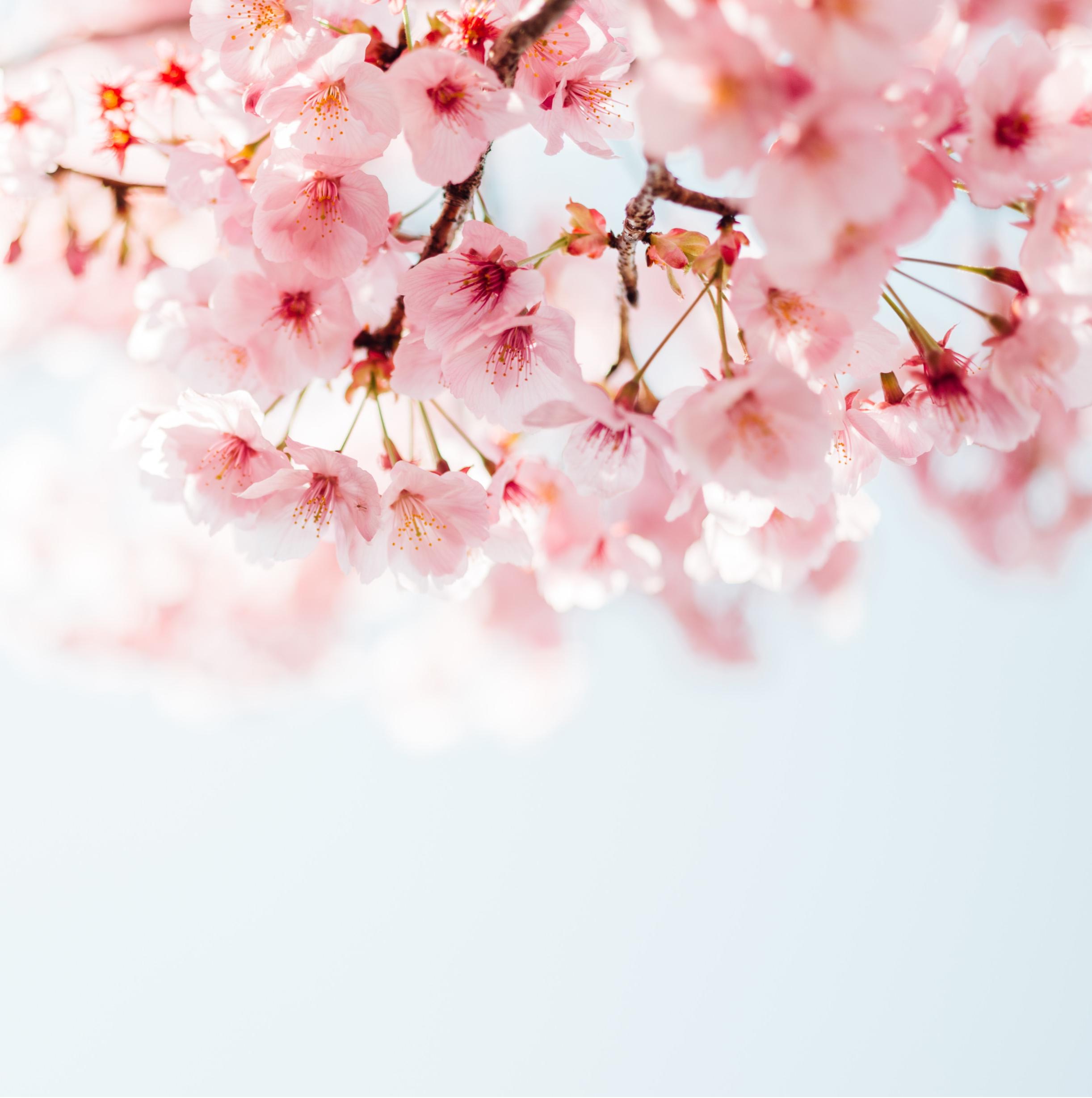Cherry Blossom
