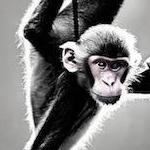 Monkey Music