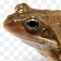 Froggie35